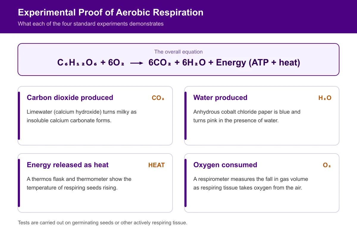 Experimental Proof of Aerobic Respiration Products: CO₂, H₂O, and Energy Release